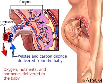 The complexity of the placenta's anatomy.
